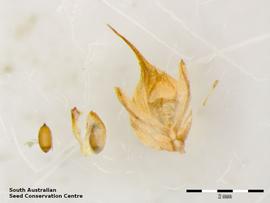   Fruit, seed:   Baloskion tetraphyllus ; Photo by South Australian Seed Conservation Centre, used with permission
